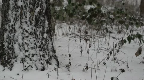 Winter in the forest pan Stock Footage 12756684