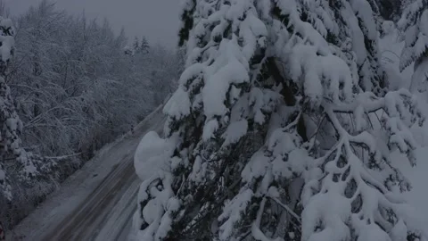 Winter Forest (Pan) Stock Footage 207014372