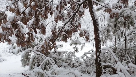 Winter forest. Panorama. Stock Footage 83684949