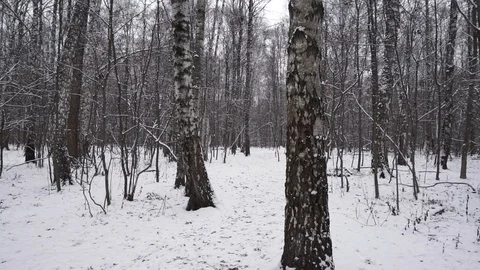 Winter forest panorama Stock Footage 100023600
