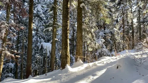 Winter forest - Panoramic Stock Footage 166114147