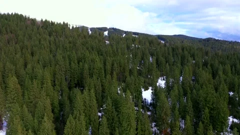 Winter forest, panoramic view. Ukraine Carpathians Stock Footage 202317251