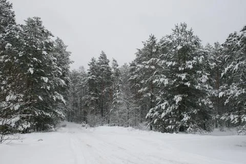 Winter forest park Stock Photos
