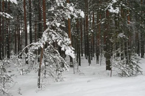 Winter forest park Foto stock
