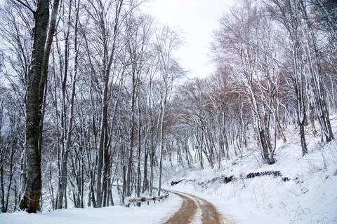 Winter forest with path and trees, covered with snow, natural outdoor seasonal Stock Photos