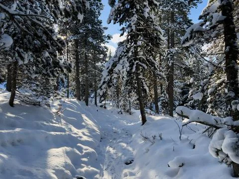 Winter forest path creating shadows in La Llagonne Stockfoto's