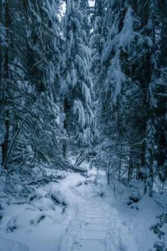 Winter forest path in deep snow Stock Photos