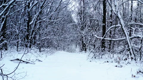 Winter Forest path. Dolly out shot of a winter road through mysterious snowy Stock Footage 148143788