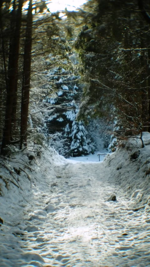 Winter Forest Path with Falling Snow in Sunlight Stock-Footage 293496666
