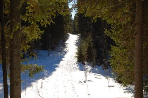In the winter forest, path in the forest, trees, winter, frost, sun Stock Photos