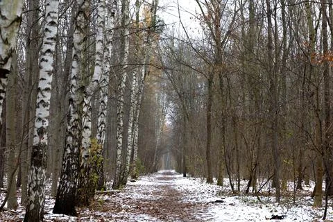 Winter forest path lined with birch trees in a snowy landscape Stock Photos