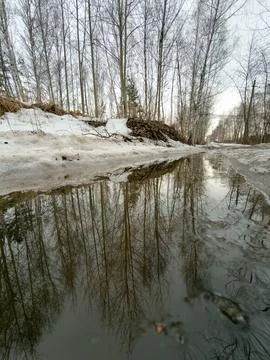 Winter forest path reflects bare trees in icy puddle Stock Photos
