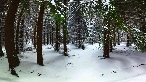 Winter Forest Path with Snow — Czech Republic Stock Footage 325738542