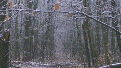 Winter Forest Path in Southern Urals, Russia Stock Footage 325469703