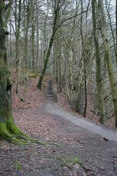 Winter Forest Path With Steps In Derwent Dam, The Peak District, England Stock Photos