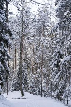 Winter forest. Path through the snow covered pines and spruce. Nature of Latvia. Stock Photos