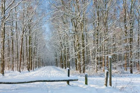 Winter forest with path through trees covered with snow Stock Photos