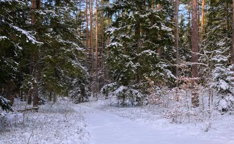 Winter forest path winding through snow covered pine trees Stock Photos