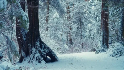Winter Forest Pathway Covered in Untouched Soft White Snow Stock Footage 293164939