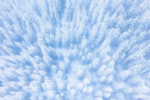 Winter forest patterns Foto stock