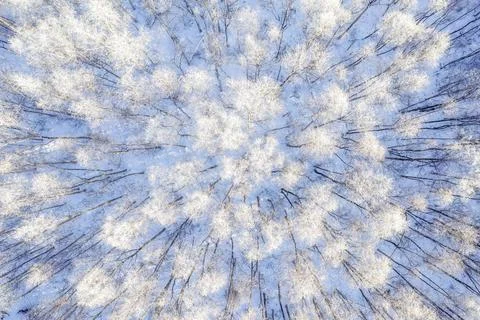 Winter forest patterns Stock Photos