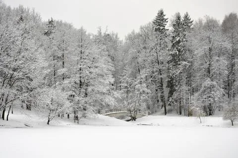 Winter forest Stock Photos