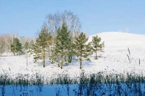 Winter forest Foto stock