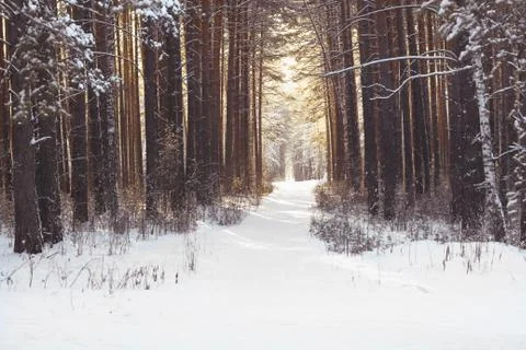 Winter forest Stock Photos