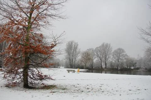 Winter forest Stock Photos