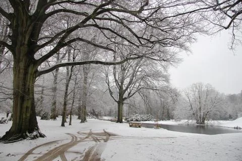 Winter forest Stock Photos