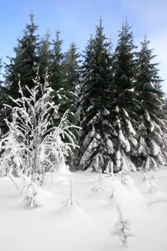Winter forest Foto stock