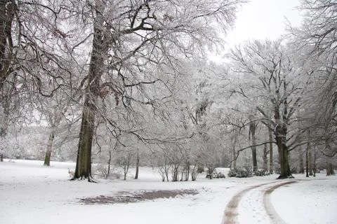 Winter forest Stock Photos