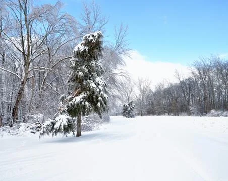 Winter forest Stock Photos