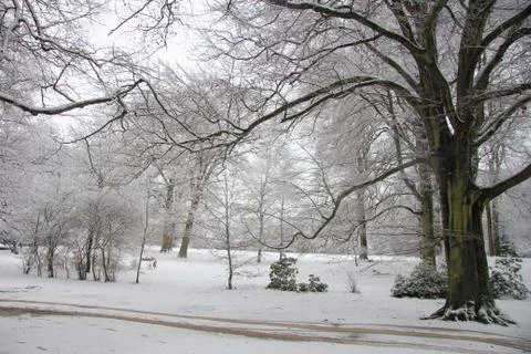 Winter forest Stock Photos