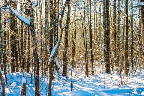 Winter forest Foto stock