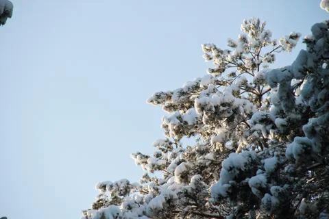 Winter forest Stock Photos