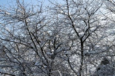 Winter forest Stock Photos