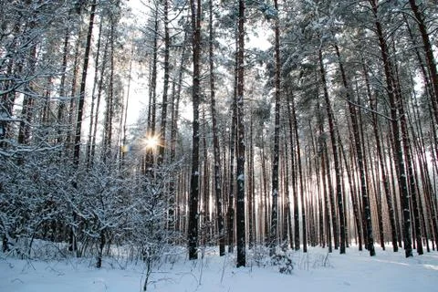 Winter forest Foto stock