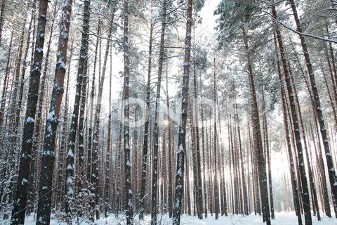 Winter forest Stock Photos
