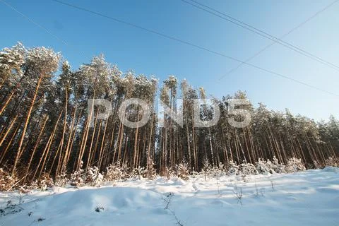 Winter forest Stock Photos