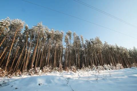 Winter forest Foto stock