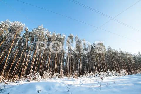 Winter forest Stock Photos