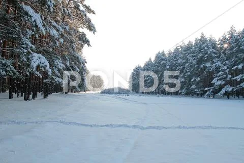 Winter forest Stock Photos