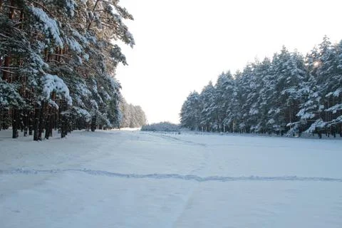 Winter forest Stock Photos
