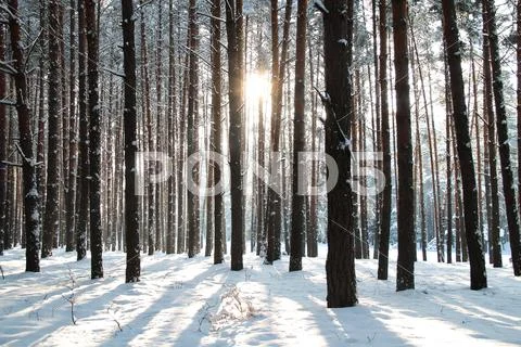 Winter forest Stock Photos