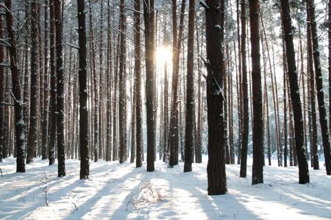 Winter forest Stock Photos