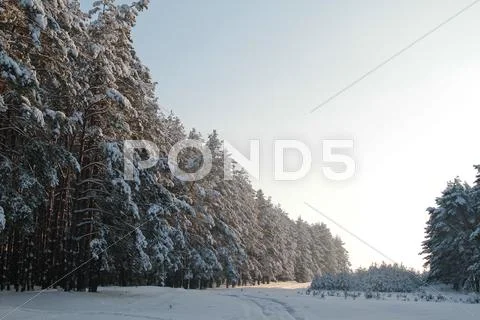 Winter forest Stock Photos