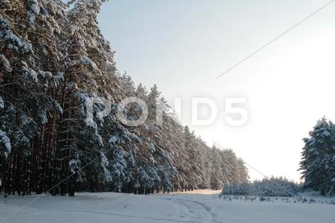 Winter forest Stock Photos