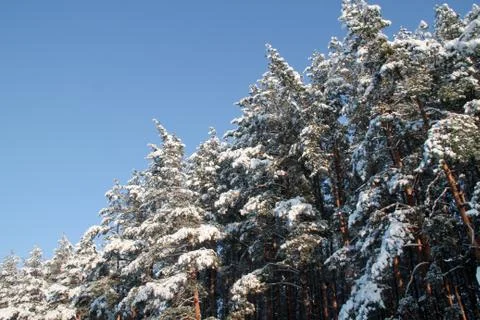 Winter forest Foto stock