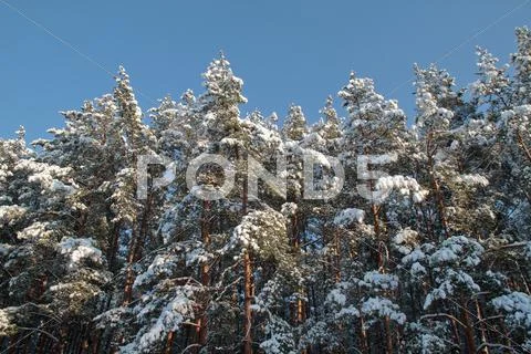 Winter forest Stock Photos